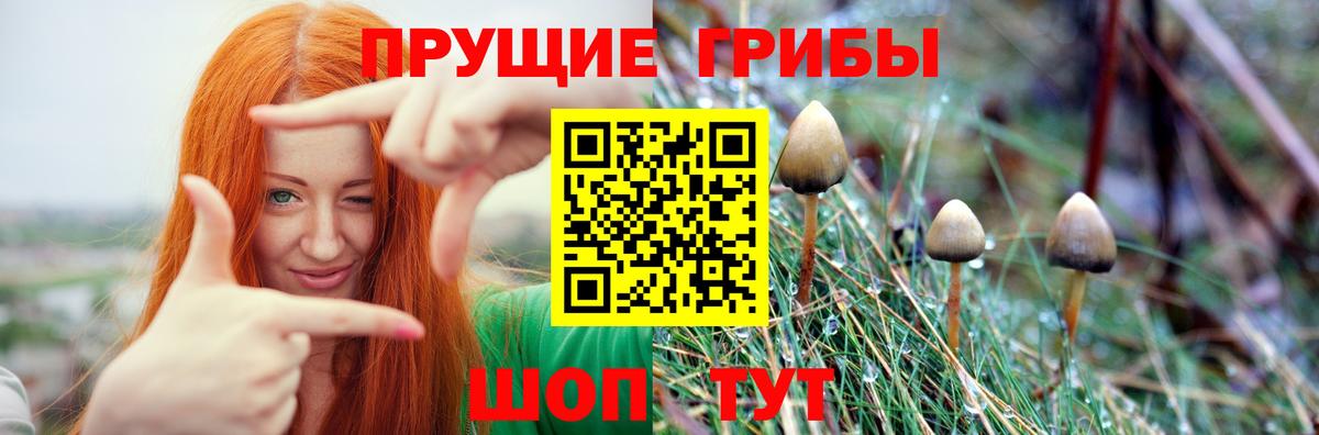 купить закладку  Вход с VPN  Шуя  Псилоцибиновые грибы мицелий 